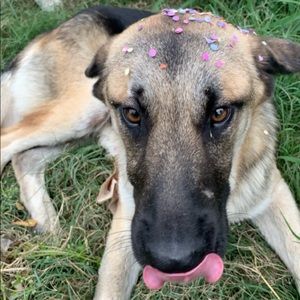 Meet your Posher, Diana